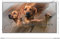 Pets-easy Rechteckige Aufkleber Hund 25 cm Rhodesian Ridgeback