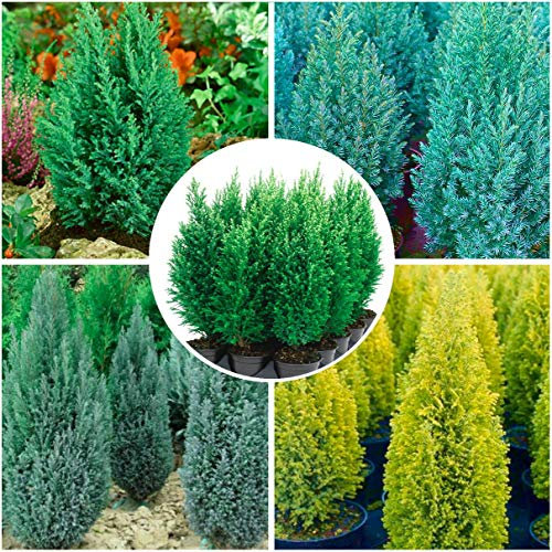 GrowOn Shrubs [x4] Dwarf Conifer Conical Collection | Variety-Pack | Evergreen Shrubs | Outdoor Garden Ready Plants