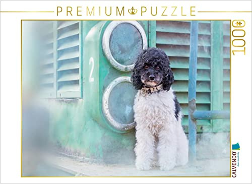 CALVENDO Puzzle Lotta - Harlekinzwergpudel 1000 Teile Lege-Größe 64 x 48 cm Foto-Puzzle Bild von boegau