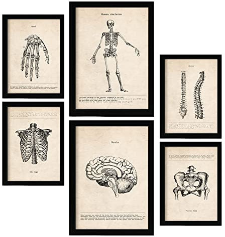 Nacnic Skelett Postern. Medizinische Illustrationen im Vintage Stil von Anatomie, Körperteilen, Knochen und Muskeln. Innenarchitektur und Dekoration. A4 & A3 Schwarze Rahmen.