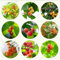 85 pcs kirschbaum balkon samen säulenobst balkon deko exotische pflanzen winterhart kletterpflanzen für schatten säulenobstbäume zimmerpflanze obst samen plant winterharte stauden