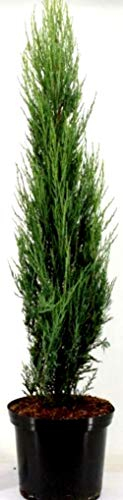 2 x blauer Raketenwacholder, Höhe: 120-130 cm, Juniperus Blue Arrow, Wacholder + Dünger