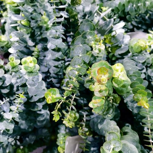 50 pcs eukalyptus samen winterhart, gartenpflanzen, bodendecker eukalyptus baum - Eucalyptus robusta - bäume kaufen, pflanze winterharte pflanzen, pflanzen garten pflanzen samen, ausgefallene