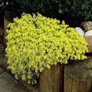 Sedum de oro de alfombras Seeds suculentas (Sedum acre) 100 + Semillas (400 semillas)