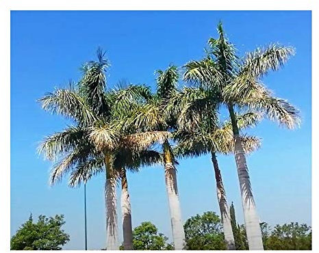 Pezzi - 10x Roystonea Regia Palma Reale Cubana Piante - Seme ID161 - Seeds & Plants Shop by Ipsa