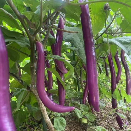 250 piezas semillas de berenjena plantar semillas de hierbas, plantas decorativas plantas en maceta resistentes semillas de berenjena, planta de balcón de semillas de hortalizas,