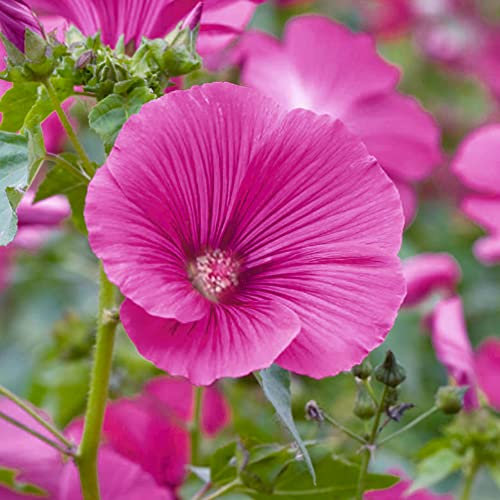 Lavatera Ruby Star Tree Mallow Hardy Semi-Evergreen Outdoor Garden Plant in Pot (9cm Pot, 20-30cm)
