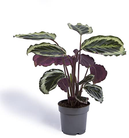 Cool Green - Plantas Naturales - Calathea - Apta para Mascotas
