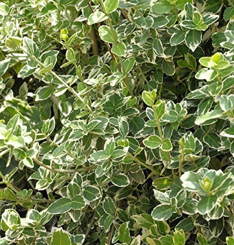 Weißbunte Kriechspindel Emerald Gaiety 20-30cm - Euonymus fortunei - lebende Gartenpflanze aus den Baumschulen