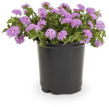 Lantana Rastrera Natural Planta de Exterior de Bajo Mantenimiento con Flores Coloridas