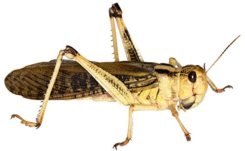 Feeders & More - Heuschrecken - Wanderheuschrecken Adult - 100 Stück - Lebendfutter Insekten Wanderheuschrecken - Futter für Reptilien, Bartagamen und Amphibien - Futterinsekten & Haustierfutter