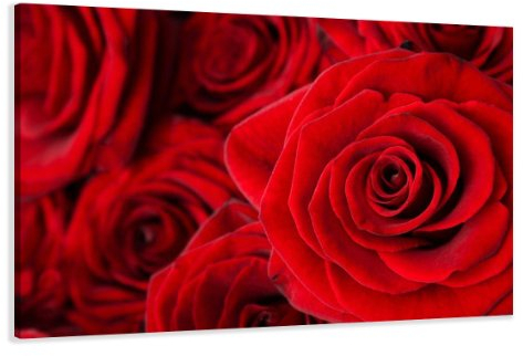 Visario 120 x 80 cm Bild auf Leinwand Rose 5058-SCT deutsche Marke und Lager - Die Bilder/das Wandbild/der Kunstdruck ist fertig gerahmt