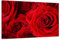 Visario 120 x 80 cm Bild auf Leinwand Rose 5058-SCT deutsche Marke und Lager - Die Bilder/das Wandbild/der Kunstdruck ist fertig gerahmt
