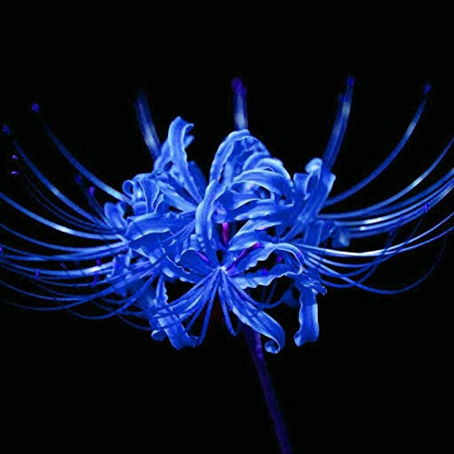 Portal Cool 5 * lampadine Blu Radiata di Lycoris Spider Lily Flower Garden Lycoris Bulbi-Decor