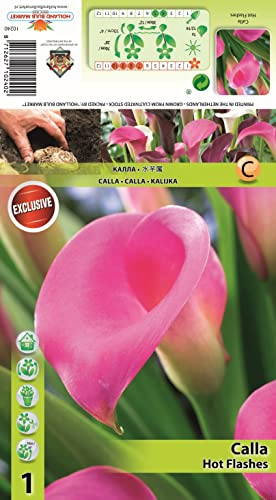 Calla/Zantedeschia  Hot Flashes  1 Blumenzwiebel/Knolle