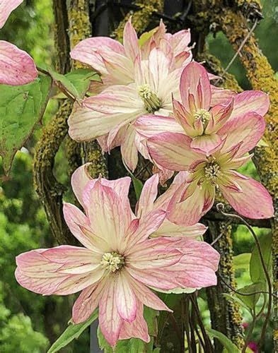 BAHELS Winterhartes,können für Gartenarbeit,Pflanzenzwiebeln,Gartenzierblumen kultiviert Werden,Clematis zwiebeln, Clematis,Lebende Pflanzen,Blumen,Natürlich-4 Zwiebeln-B