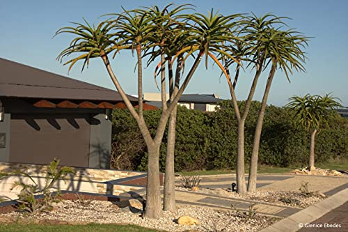 Shop Meeko Aloe barberae - Riesen Aloe - 5 Samen