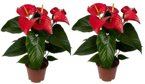 Anturio Rojo Set de 2 Plantas Naturales con Flores de Color Rojo