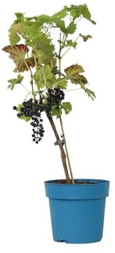 Plant in a Box - Vitis vinifera 'Nero' - Planta de uva - ⌀21cm - Altura 60-75cm