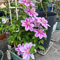 clematis winterhart mehrjährig Zwiebeln,Klematis, geschenke für gartenfreunde,bodendecker pflanzen winterhart clematis immergrün balkonpflanzen,schmetterlinge züchten frühblüher 4pcs