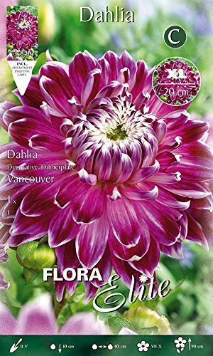 BULBI PRIMAVERILI DALIA DINNERPLATE VANCOUVER XL CONFEZIONE DA 1 BULBO BULBS