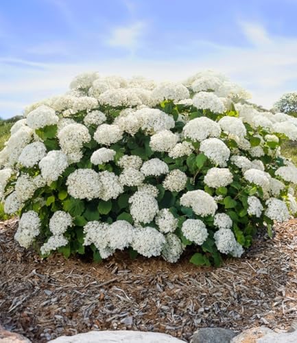 BALDUR Garten 1x Freiland-Hortensie 'FlowerWOW®', Pflanze im 14 cm-Topf | Blütenmaschine für Beet und Kübel, unglaublich stabile Triebe, winterharter Dauerblüher, große Blütenbälle, pflegeleicht