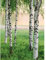 Vlies Fototapete mit Wald See | Romantische Birkenwald Fototapete grün rosa weiß | 3D Tapete mit Birken ideal für Flur und Schlafzimmer