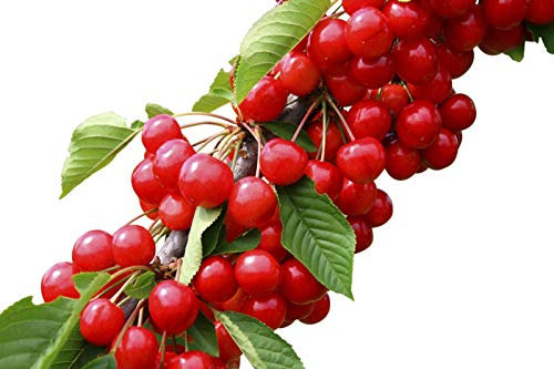 Garden Market Place Dwarf Patio Fruit Tree- Cherry- Variety Stella- Approx 75cm Tall -