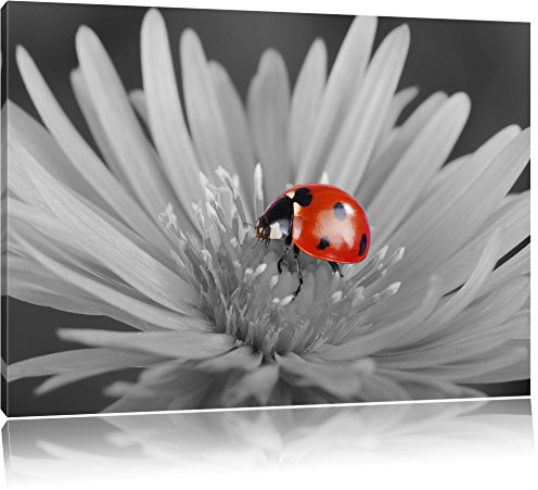 Pixxprint rot leuchtender Marienkäfer auf Blüte B&W, Größe: 100x70cm, Leinwandbild, fertig gespannt, Wandbild, Dekoration, Kunstdruck, kein Poster