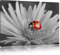 Pixxprint rot leuchtender Marienkäfer auf Blüte B&W, Größe: 100x70cm, Leinwandbild, fertig gespannt, Wandbild, Dekoration, Kunstdruck, kein Poster