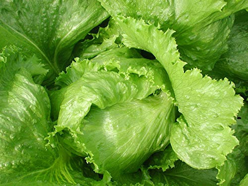 Graines Laitue batavia dorée de printemps - sachet de 3 grammes (environ 1500 graines) - Lactuca/sativa/Asteraceae - Graines de style