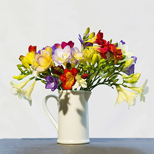 Freesien Zwiebeln 5 Mischen Blumenzwiebeln FrüHblüHer Balkonpflanzen FrüHlingsblumen Fresien Garten Blumen Pflanzen Ostern Geschenke Bodendecker Winterhart MehrjäHrig