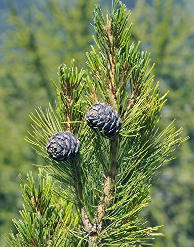 5 Samen von Pinus Cembra Zirbe Baum