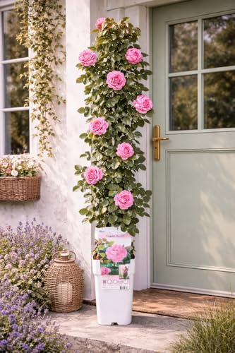 Kletterrose Rosa Crazy in Love Pink 50-70 cm – winterhart, duftend, rosa Edelrose, öfterblühend, Rankrose für Garten, Balkon & Pergola, robuste Gartenrose mit üppiger Blüte