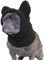 Hundemütze für hunde, Ohrenschützer hund, Verdickte, Gemütliche Polarfleece-Hundehaube - Waschbarer Kapuzenpullover mit Ohren, Ohrenschutz hund, Hunde ohrenschutz, Mütze mit ohren, für Tiere(Schwarz M