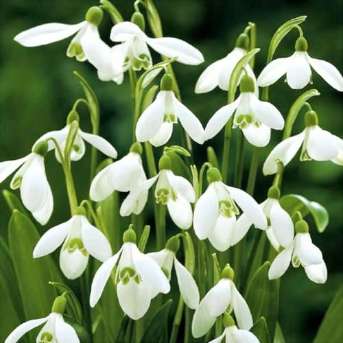 Schneeglöckchen Galanthus woronowii einfach - 50 Blumenzwiebeln aus Frischer Ernte Höchste Keimfähigkeit