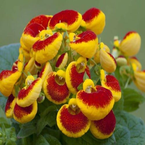 100 gelbe Calceolaria-Blumensamen