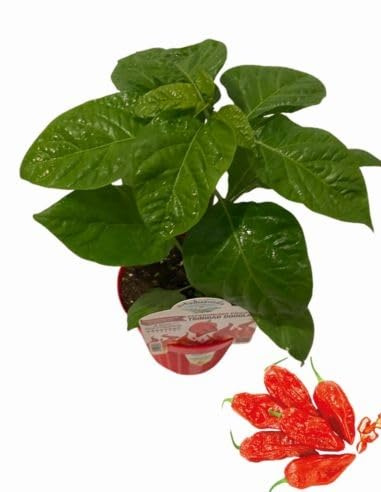P. Piantine da Orto | Peperoncino Naga Morich, Pianta in Vaso Diametro 14 cm, Pianta Pronta per il Trapianto, Pianta Vera, Frutta da Mangiare, Vivaio Italiano