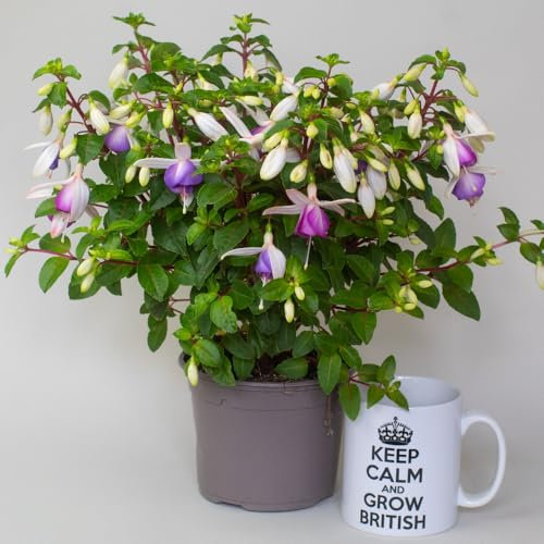 Fuchsia Plant in Full Flower - Garden Ready Perennial Bedding Plants - Outdoor Plants for Gardens, Patios & Borders Supplied in 13cm Pot, 30–40cm Tall (Macon)