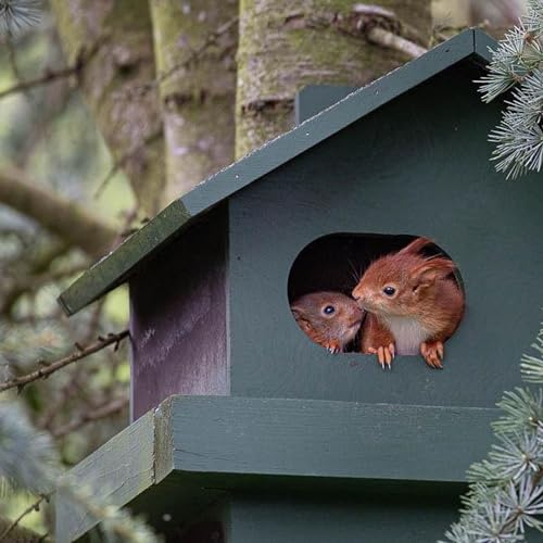 CJ Wildlife Eichhörnchen Haus – Kobel Eichhörnchen Nistkasten – Holz FSC® 100% Grün – mit breitem Eingang – Gewicht 6,7 kg
