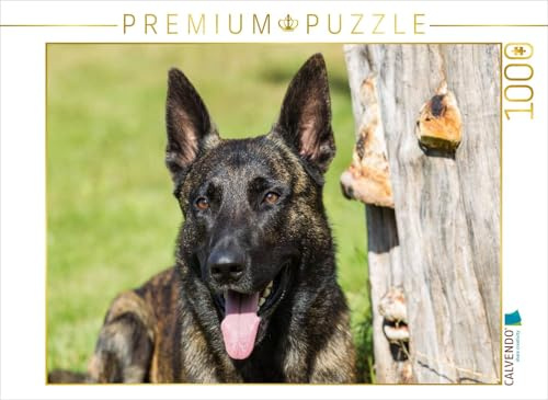 CALVENDO Puzzle EIN Motiv aus dem Kalender ausdrucksvolle Holländische Schäferhunde | 1000 Teile Lege-Größe 64 x 48 cm Foto-Puzzle für glückliche Stunden
