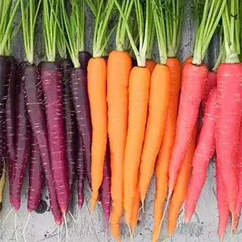 Benoon Semillas De Zanahoria, 500 Piezas/Bolsa Semillas De Zanahoria No OGM Lleno De Carbohidratos Semillas De Reliquia Fantásticas Mezcladas De Colores Crujientes Para Patio Semillas de zanahoria