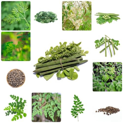 75 pcs moringa samen - kräuterlinge plants winterharte pflanzen für garten,Moringa oleifera, gemüsebeet seed robuste balkonpflanzen winterhart herbs pflanztopf zimmerbonsai bonsai