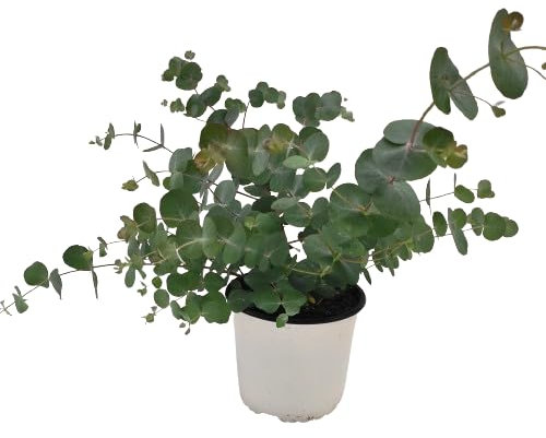 Eucalipto Árbol Natural para Interior Resistente y Aromático