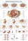 Erler Zimmer Anatomische Lehrtafel „Beckenboden“ Anatomie Poster, 70x100cm