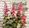 Shopmeeko Seeds: 100 Stück Doppel Malve Blumenpflanze Staude Garten Bonsai Blume Pflanze im Freien Zierpflanzen: 3