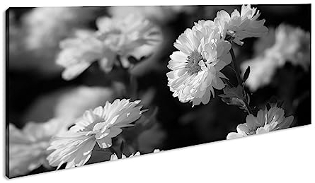 Leinwandbild Blühendweiße Chrysanthemen – Zartheit des Winters Panorama Format: 120x60 cm Effekt: Schwarz&Weiß XXL Kunstdruck Bild auf Keilrahmen/Wandbild/Wohnzimmer Deko