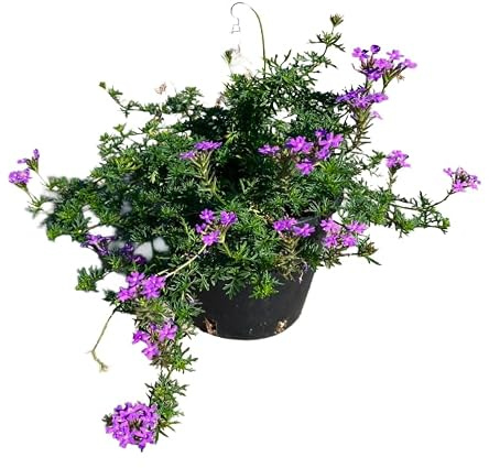 AMDGarden Verbena Strisciante Ibrida Calpestabile Fiore Viola Vaso 15 cm Pianta Perenne