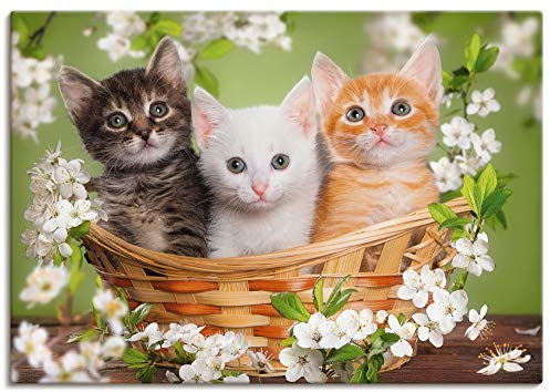 ARTLAND Wanddeko Leinwand Bilder Wandbild Katze Tiere Katzenbaby Baby Landhaus Shabby Chic Blumen Botanik T6BM