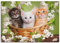 ARTLAND Wanddeko Leinwand Bilder Wandbild Katze Tiere Katzenbaby Baby Landhaus Shabby Chic Blumen Botanik T6BM